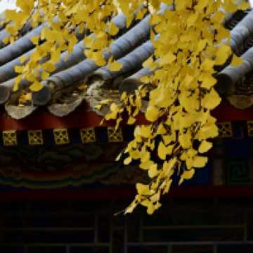 🍁주총 공원, 자금성보다 아름다운 은행나무 벽담