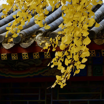 🍁주총 공원, 자금성보다 아름다운 은행나무 벽담 🍁주총 공원, 자금성보다 아름다운 은행나무 벽담