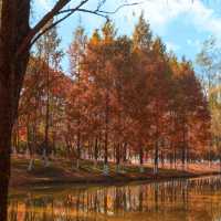 🍂 시안 가을의 숨은 보석, 짐바국립습지공원
