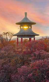 銀杏瀑布、紅葉滿山 鄭州周邊小眾賞秋路線