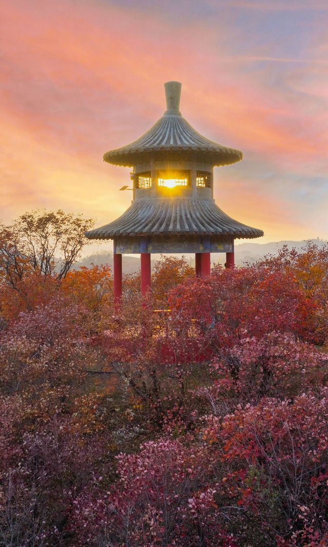 銀杏瀑布、紅葉滿山 鄭州周邊小眾賞秋路線 銀杏瀑布、紅葉滿山 鄭州周邊小眾賞秋路線
