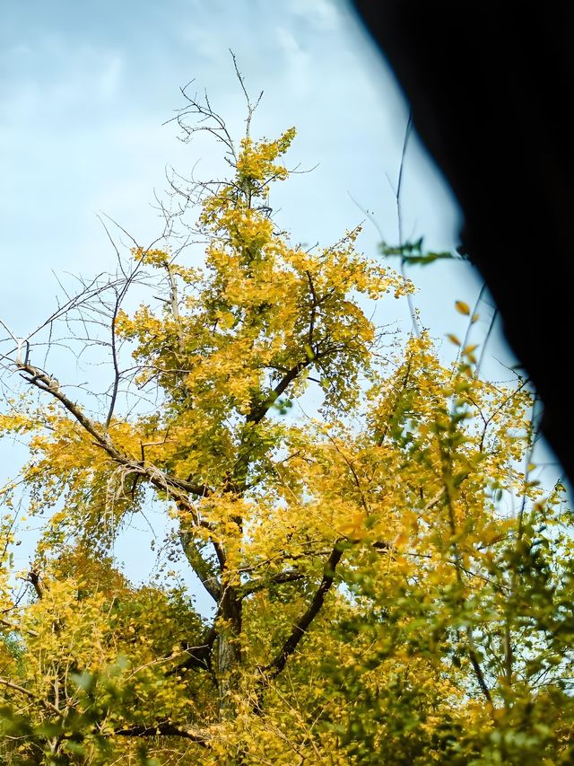 浙江賞銀杏天花板！私藏的小眾絕美路線