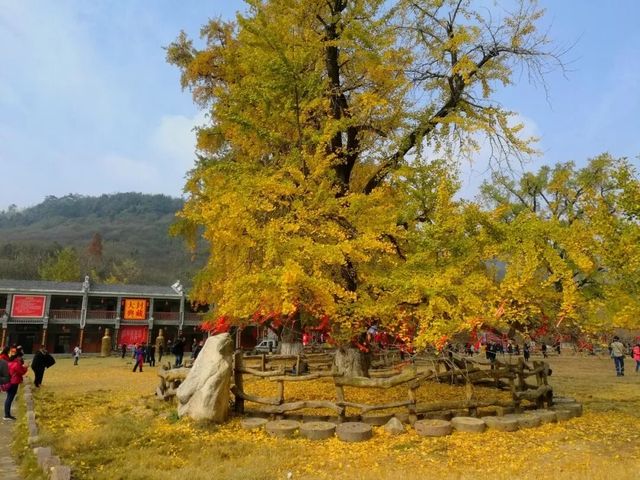 歡迎來千年銀杏谷文化來旅遊