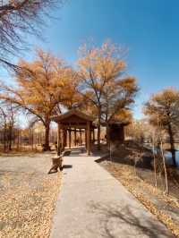 絕美秋色！在金塔胡楊林邂逅金色童話