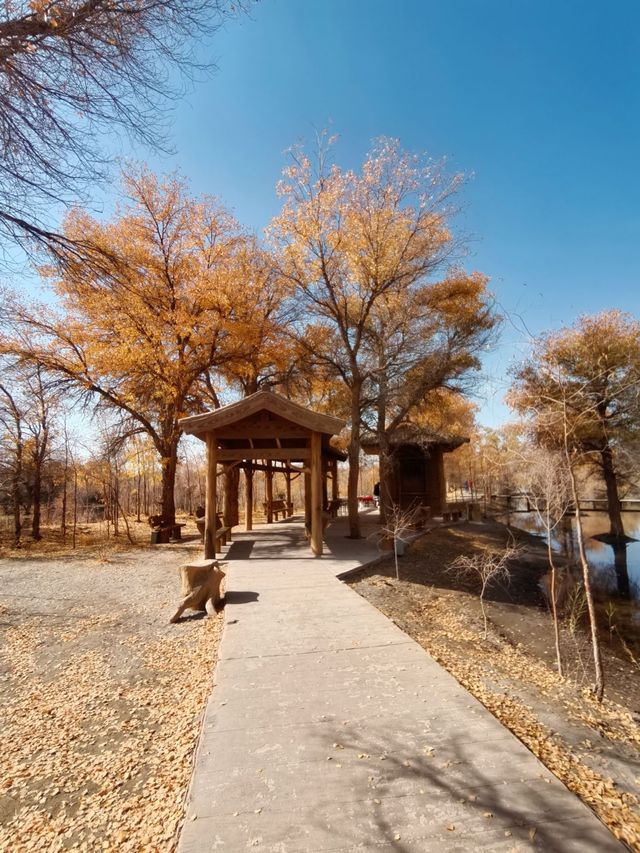 絕美秋色！在金塔胡楊林邂逅金色童話