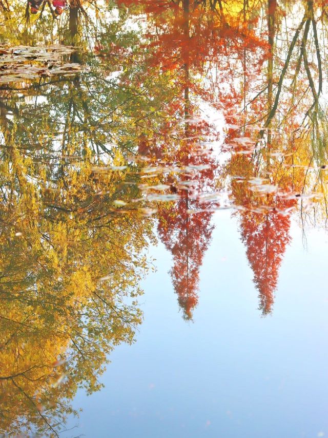 絕美水杉-洛陽伊濱區伊水遊園！