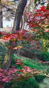 秋日青島楓葉秘境