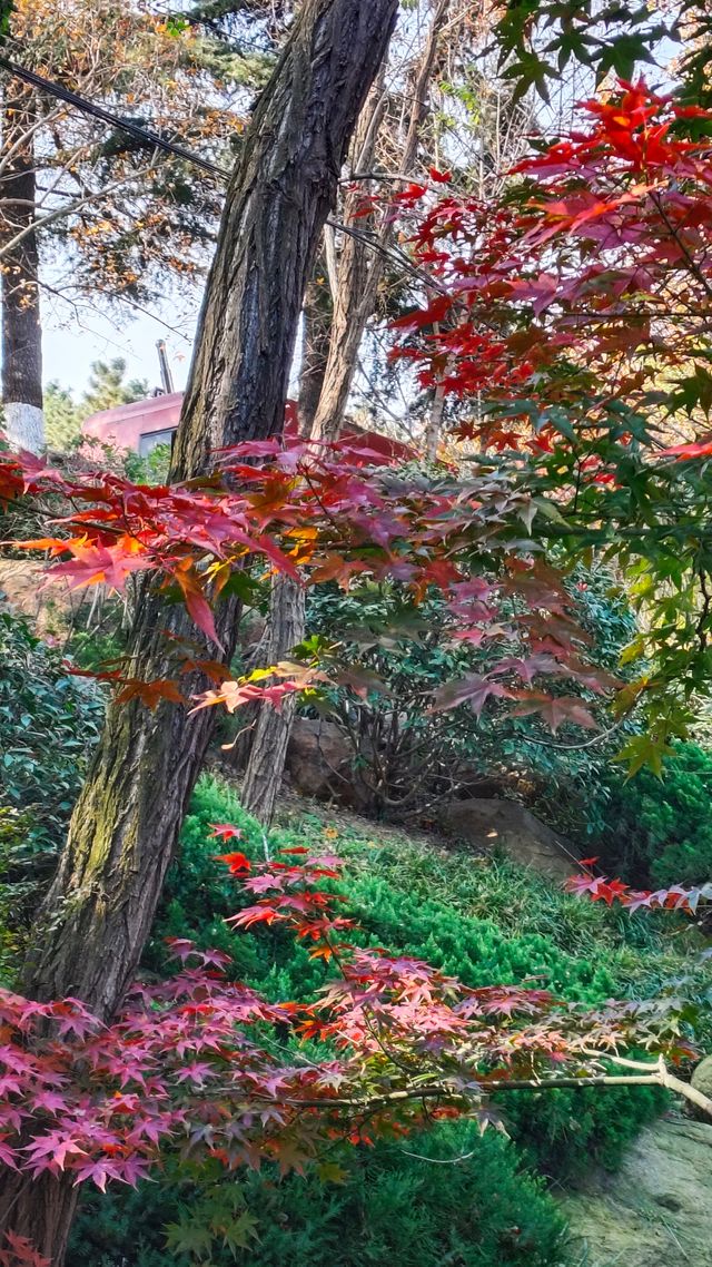 秋日青島楓葉秘境 秋日青島楓葉秘境