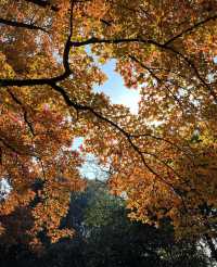 南京秋日City Walk！這幾個地方一定要打卡