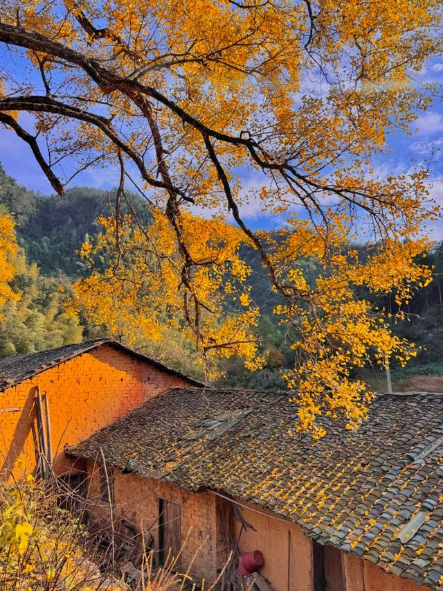 咸寧程家壟千年銀杏原來自帶中國風濾鏡！絕了！