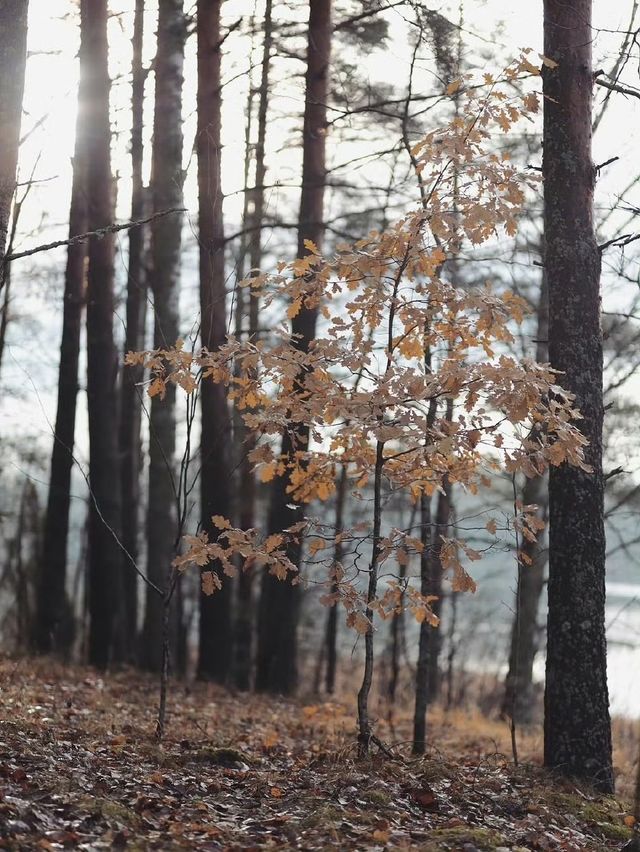未霜先寒青雲畔，暖居藏韻禦冬涼