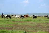 夏日必去甘南草原