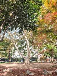 秋日限定!魔都城市氧吧暴走地圖