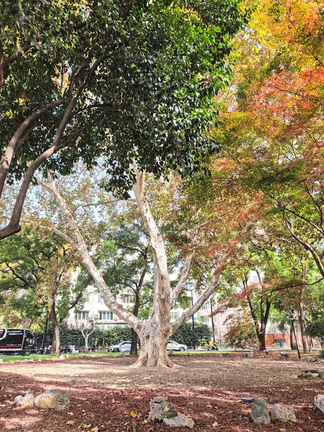 秋日限定!魔都城市氧吧暴走地圖 秋日限定!魔都城市氧吧暴走地圖