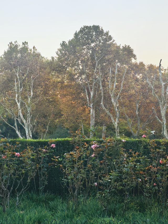 上海 · 魯迅公園 上海 · 魯迅公園