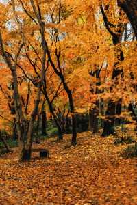 南京賞秋倒數最後10天必打卡的絕美秋色攻略