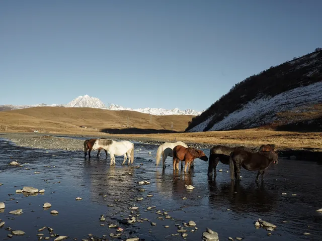 在雪山的凝視下,感受生命的奔放與靈性 在雪山的凝視下,感受生命的奔放與靈性