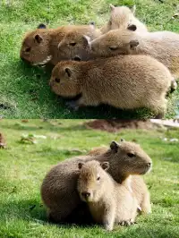 |重慶  樂山出發體驗感拉滿的一個動物園