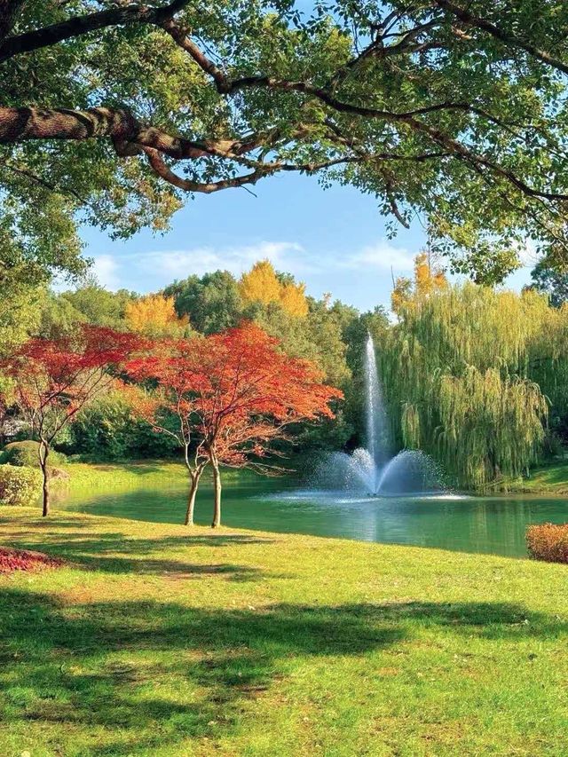 別擠瑞金!東郊賓館藏秋日秘境 免費好拍人超少 別擠瑞金!東郊賓館藏秋日秘境 免費好拍人超少