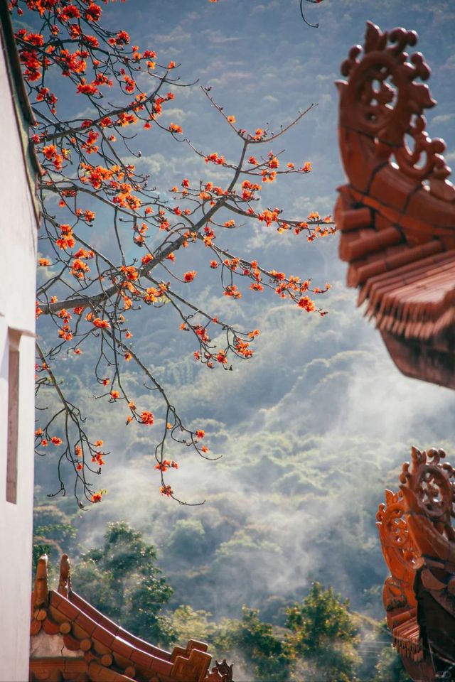 南澳古剎南山寺,木棉盛開如詩畫 南澳古剎南山寺,木棉盛開如詩畫