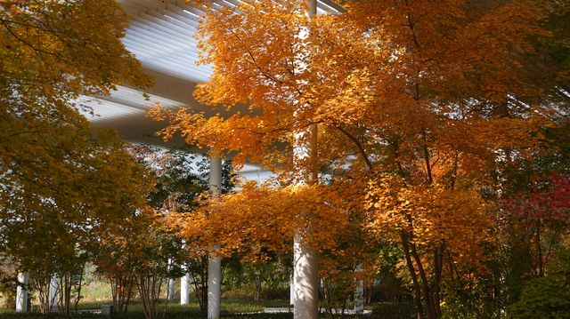 山東日照白鷺灣小鎮|闖入山東的“小阿勒泰”! 山東日照白鷺灣小鎮|闖入山東的“小阿勒泰”!