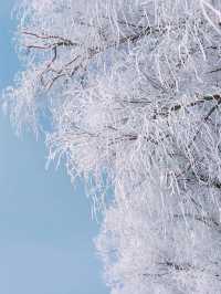 吉林霧淞|||吉林霧淞,冬季你不能錯過的美景,很壯觀