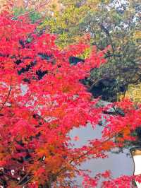 坐著11號線去看秋(上海周邊遊)