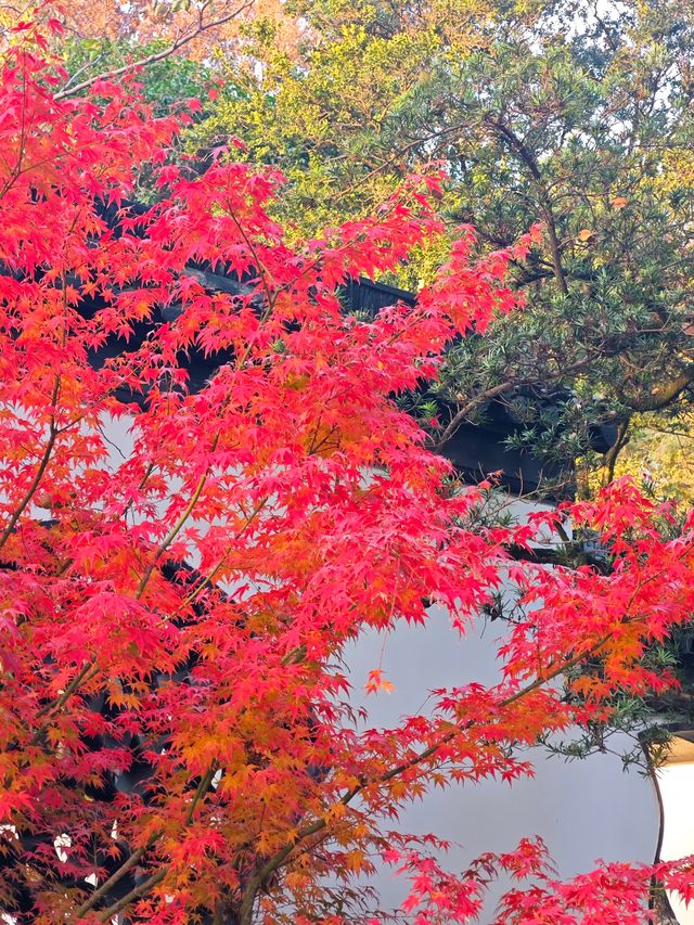 坐著11號線去看秋(上海周邊遊) 坐著11號線去看秋(上海周邊遊)