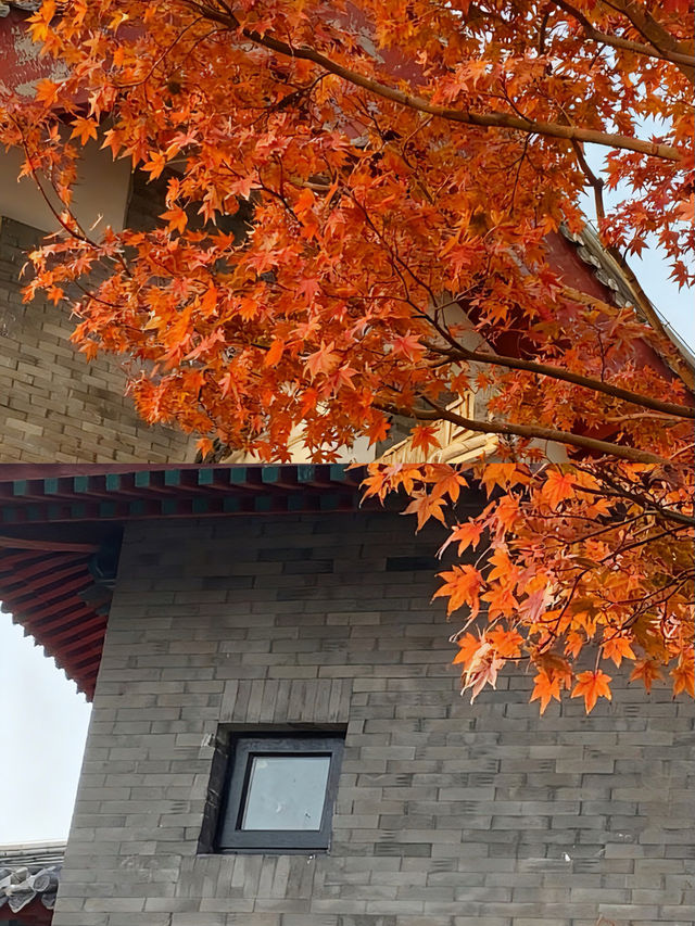北京私藏免費秋景!600年古城牆配紅楓,美到窒息 北京私藏免費秋景!600年古城牆配紅楓,美到窒息