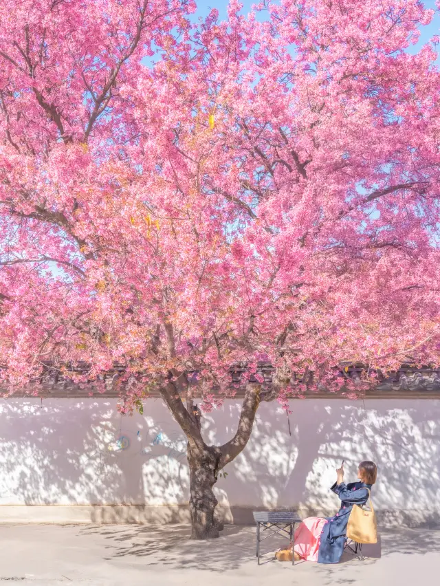 Dali in December is the earliest place where spring arrives