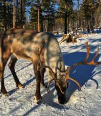 誰懂啊!12月的漠河才是冬日童話天花板