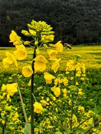 峰叢花田醉我心