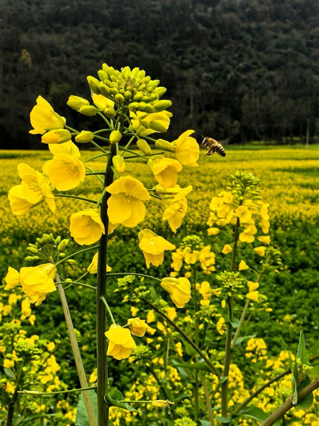 峰叢花田醉我心