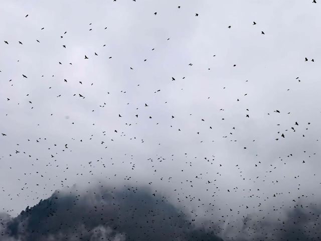 神秘的黑竹溝 神秘的黑竹溝