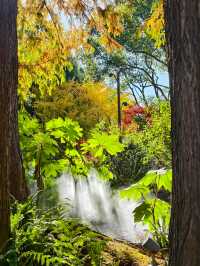 靜安輔德里公園的秋日秘境live