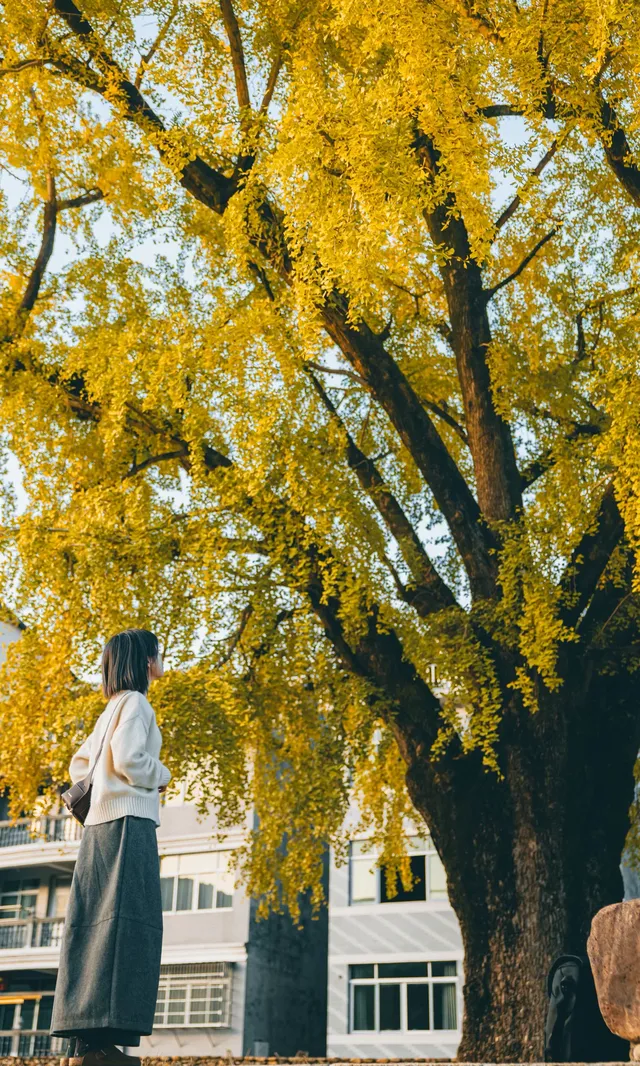 我宣佈這是溫州秋天最美的銀杏樹 我宣佈這是溫州秋天最美的銀杏樹