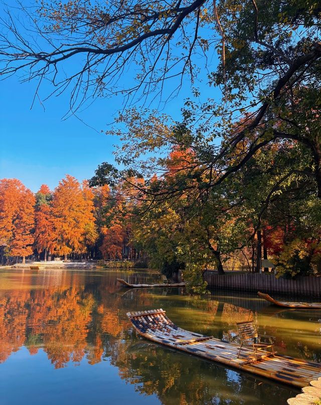 武漢的秋天還是太權威了······ 武漢的秋天還是太權威了······