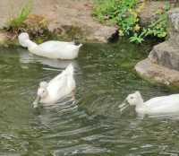 闖入莫奈的畫!南京春日頂流鬱金香花海