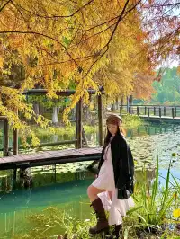 上海自駕1h賞秋紅透的楓葉真的美到封神