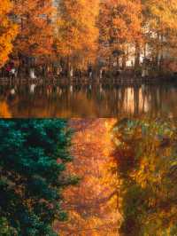 冬日的浪漫是落羽杉給的,太出片了!