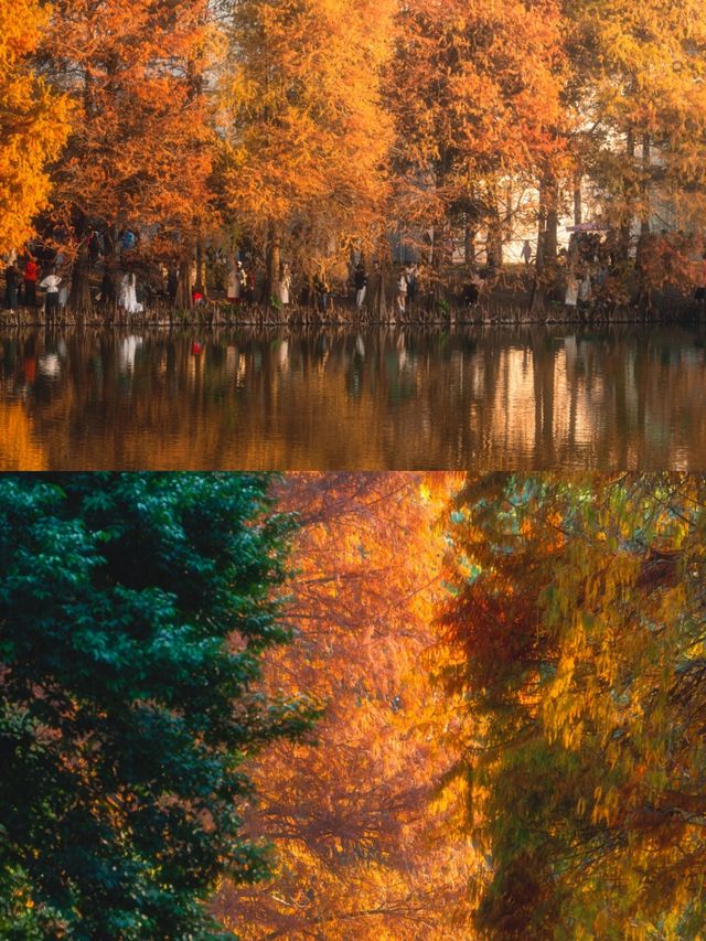 冬日的浪漫是落羽杉給的,太出片了! 冬日的浪漫是落羽杉給的,太出片了!