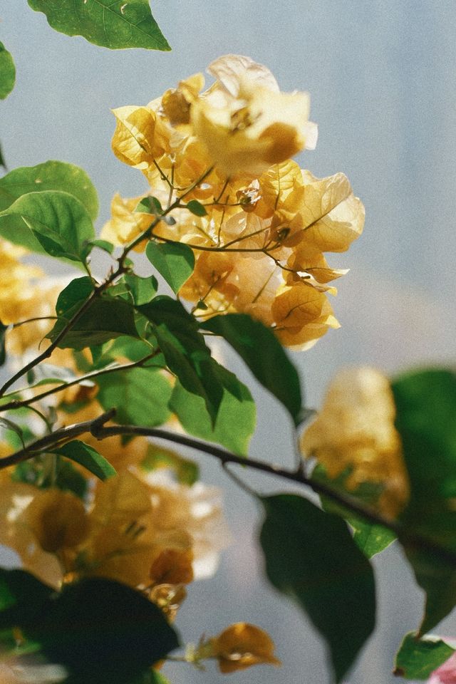 淀山湖喜來登偶遇網紅黑貓店長|松下S9膠片風大片 淀山湖喜來登偶遇網紅黑貓店長|松下S9膠片風大片