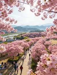 韶關櫻花峪帶你進入粉色世界