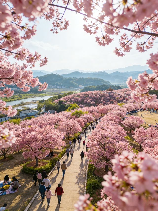 韶關櫻花峪帶你進入粉色世界
