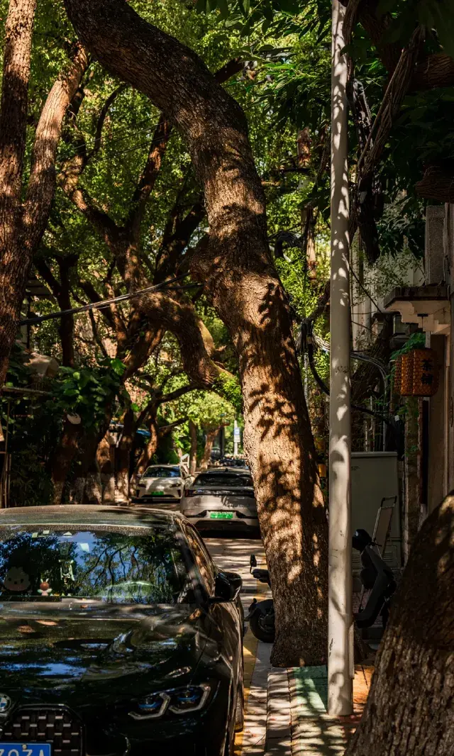 廈門拍照|在陽光鋪滿的信義路看發光的秋天