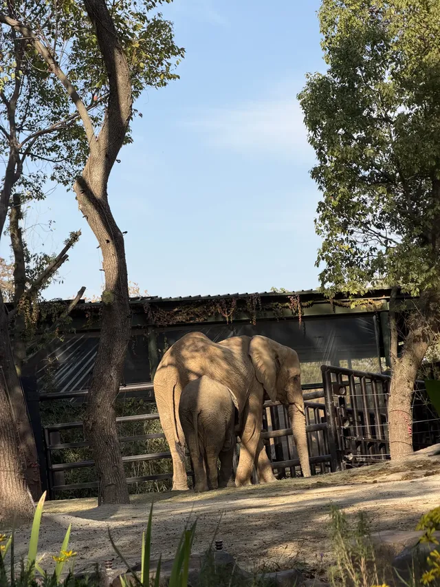 上海野生動物園衝了