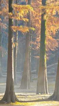 寧波賞秋徒步天花板