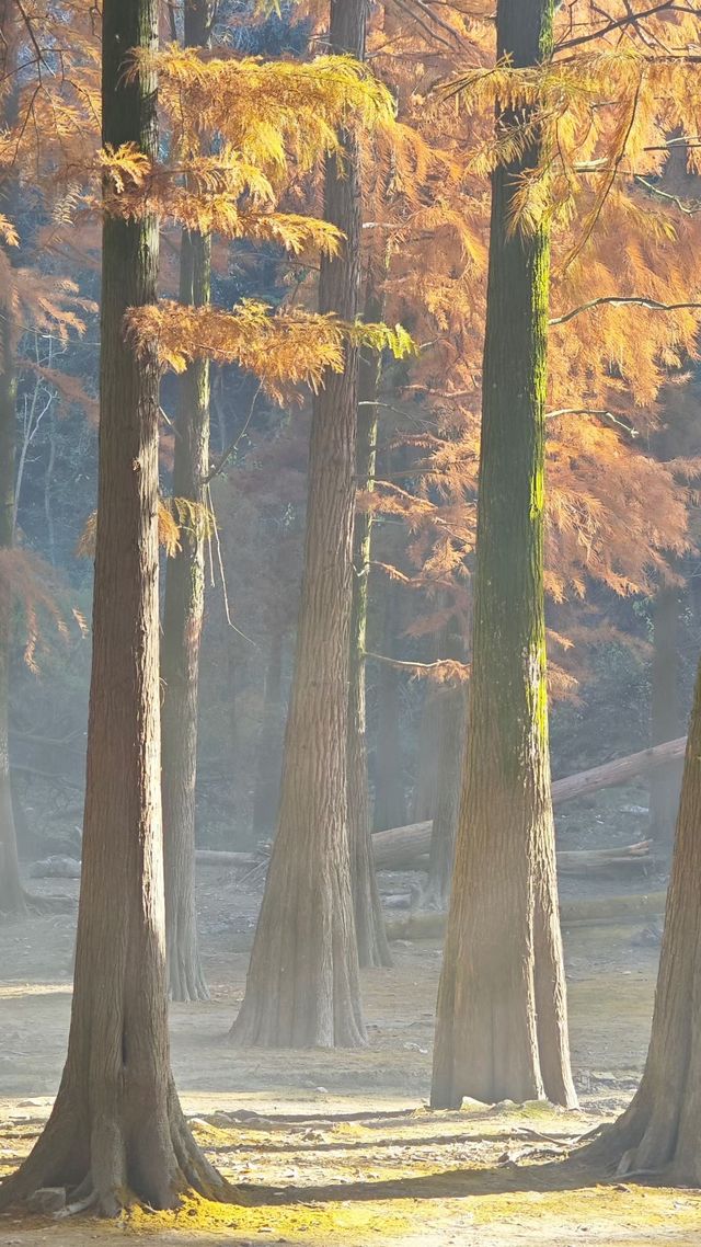 寧波賞秋徒步天花板 寧波賞秋徒步天花板