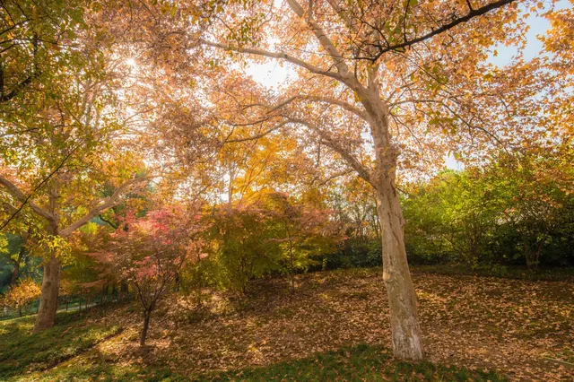 在武漢,週末不知道去哪兒玩,來東湖就對了 在武漢,週末不知道去哪兒玩,來東湖就對了
