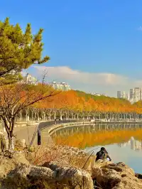 11.30號實拍 | 世紀公園梧桐大道拍照攻略